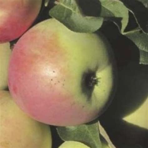 Саженцы яблони колоновидной зеленый шум купить в Москве по цене от 1000 ...