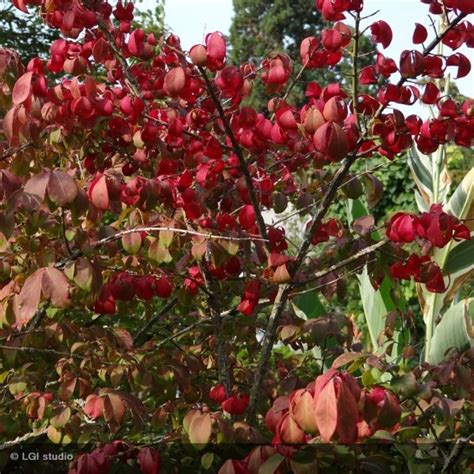 Euonymus Alatus Compactus