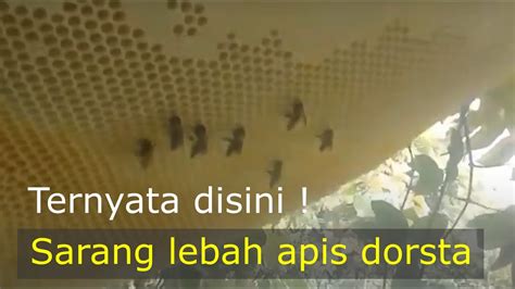 Proses Pengambilan Sarang Lebah Apis Dorsataodeng Youtube