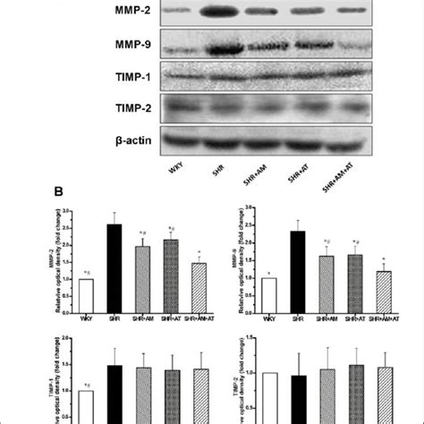 Effects Of Amlodipine Atorvastatin And Their Combination On Blood