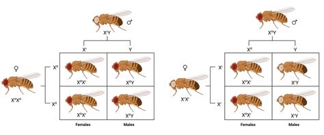 Sex Linked Traits College Biology I