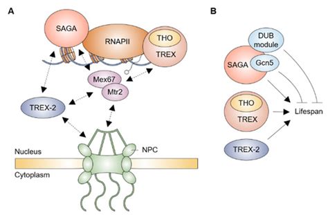 Ijms Special Issue Transcriptional Regulation And Its Misregulation