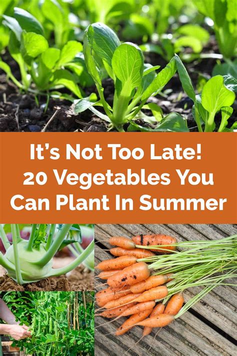 It S Not Too Late 20 Vegetables You Can Plant In Summer Organic