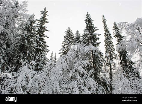 Taiga in early winter with snow and hoarfrost Stock Photo - Alamy