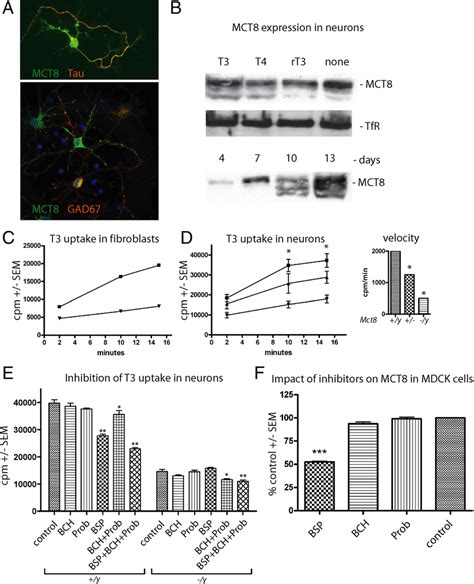 Functional Characterization Of T 3 Transporters In Primary Cortical