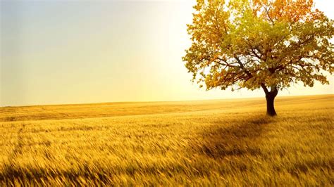 Golden Tree Wallpapers Top Free Golden Tree Backgrounds Wallpaperaccess