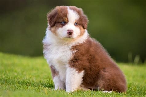 Raças De Cachorro Com Olho Azul Seudog