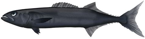 oilfish ruvettus pretiosus marinewise