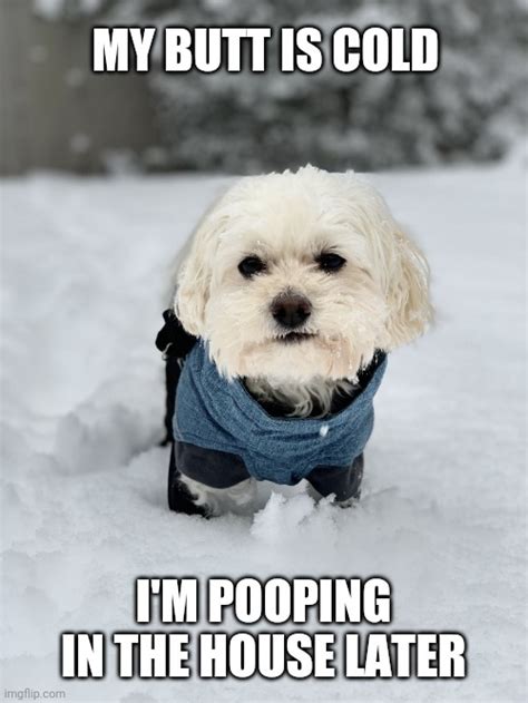 Cold Dog In Snow Imgflip