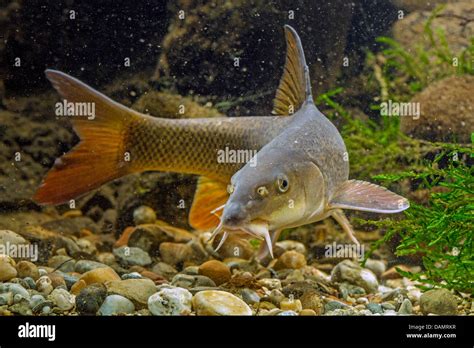 barbel (Barbus barbus), front view Stock Photo - Alamy