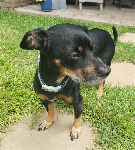 Adorable Chiweenie Dog For Adoption Near Charlotte And Raleigh