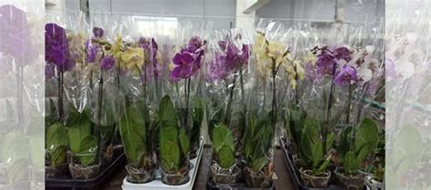 Орхидея фаленопсис купить в Новосибирске | Товары для дома и дачи | Авито