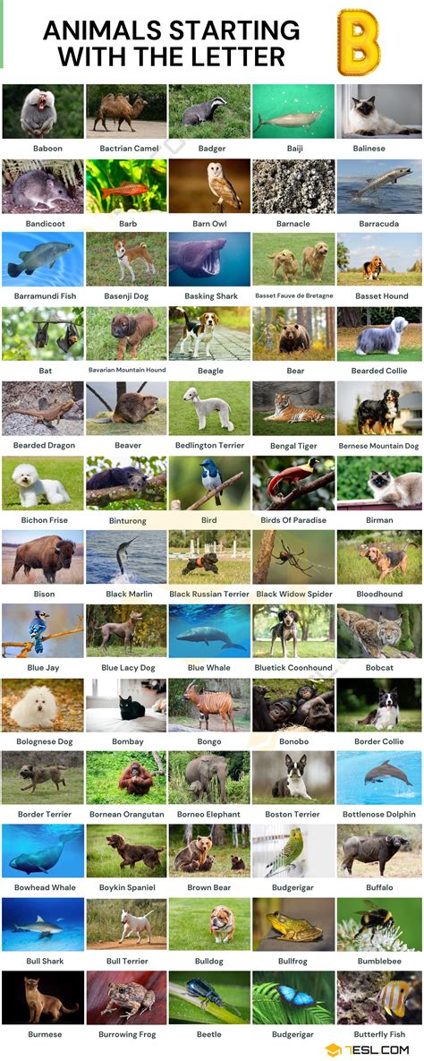 Mascots Starting With B at Mikayla Whish blog
