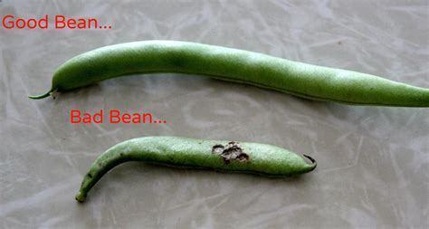 Green Beans Green Beans Brown Spots