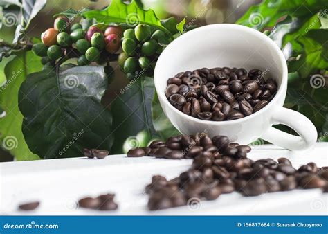 White Coffee Beans Wholesale / Wholesale Coffee Beans Ireland | Buy ...