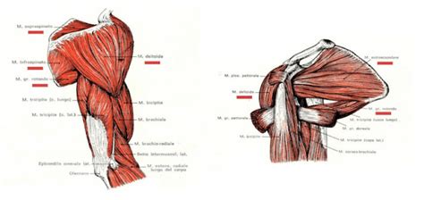 Muscoli Dell Arto Superiore