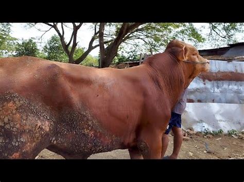 Juta Limousin Super Calon Qurban Harga Murah Meriah Pasar