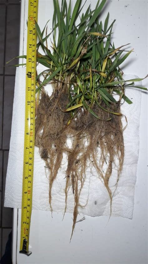 НАГРО — биоорганический комплекс (удобрение + инсектицид ...