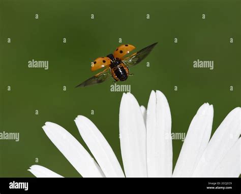 Marian Beetle Species Hi Res Stock Photography And Images Alamy