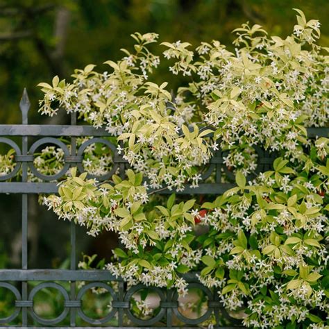 Star Jasmine for Sale | Plants Express