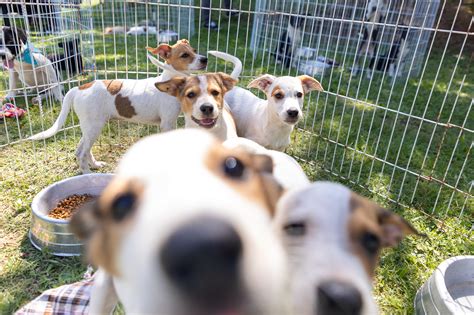 Sete Bichinhos Ganham Um Novo Lar Durante A Feira De Ado O De Animais