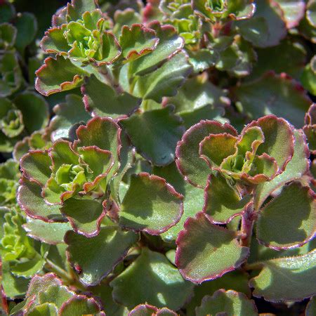 Седум скальный / Sedum reflexum