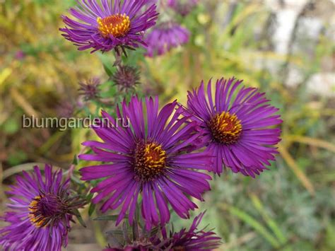 Астра новоанглийская (Aster novae-angliae) купить в blumgarden.ru