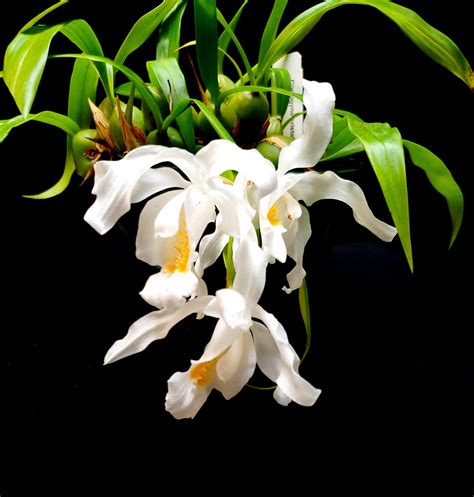 Coelogyne Cristata