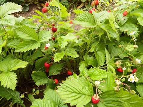 Земляника Руяна: описание сорта, фото, отзывы