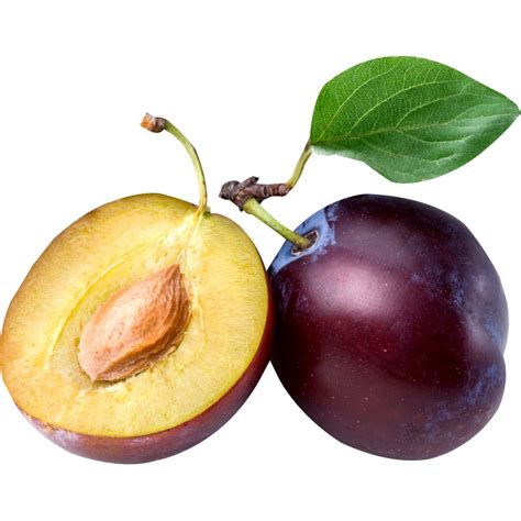 Слива домашняя (Prunus domestica L.) - лекарственное, съедобное ...