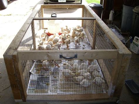 96 Best Images About Brooder Box Ideas On Pinterest Quails Chicken