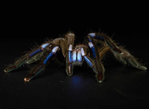 Electric Blue Tarantula First Of Its Kind Discovered By Scientists