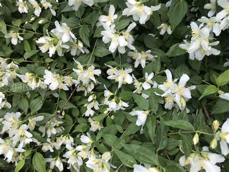 Жасмин плетистый садовый (74 фото) - фото - картинки и рисунки: скачать ...