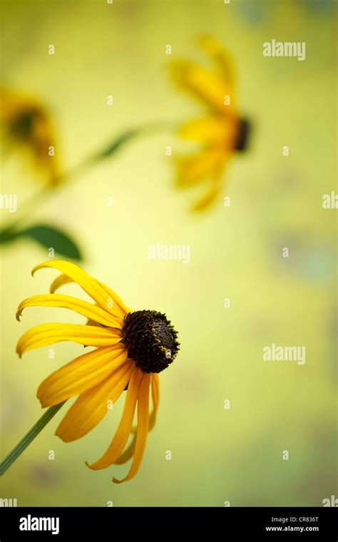 Black Eyed Susan Close Up Stock Photo Alamy