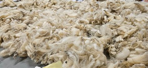 Wool Judge School Perfection Found In Nature