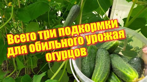 Огурцы, три подкормки для стабильно высокого урожая /Паутиный клещ ...