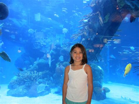 Silverton Casino Aquarium is a Great Free Las Vegas Family Attraction