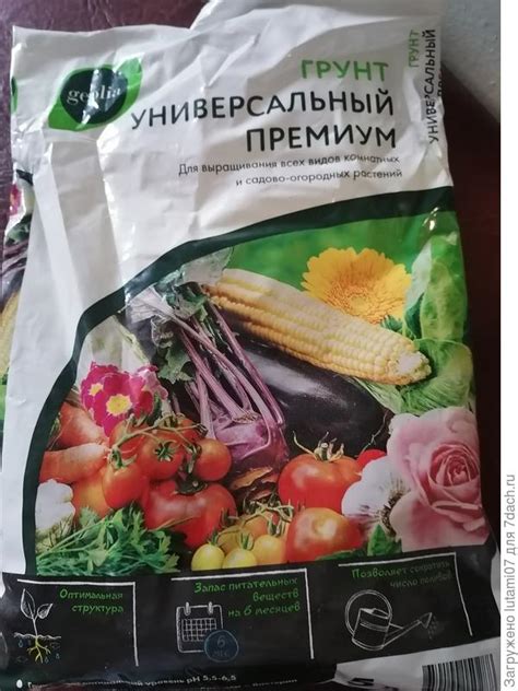 Как спасти кротон? - ответы экспертов 7dach.ru