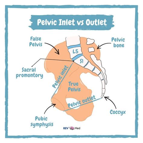 Pelvic Outlet Vs Pelvic Inlet