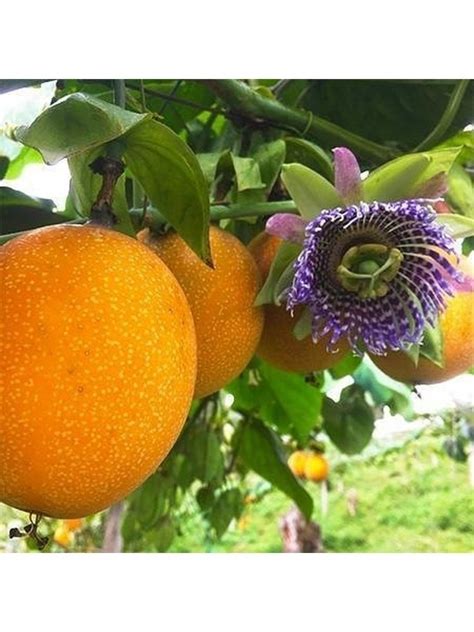 Купить Семена 'Гранадилла' (Пассифлора язычковая) в интернет-магазине ...