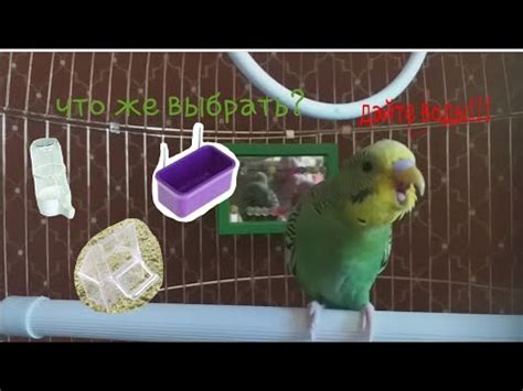 Поилки для попугаев\Какая поилка лучше?\Что выбрать? - YouTube