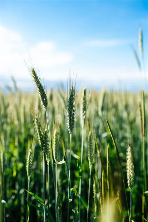 Wheat Crop Wallpapers Top Free Wheat Crop Backgrounds Wallpaperaccess