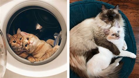 These Cute Cat Pictures Will Satisfy Your Daily Love For Cats And