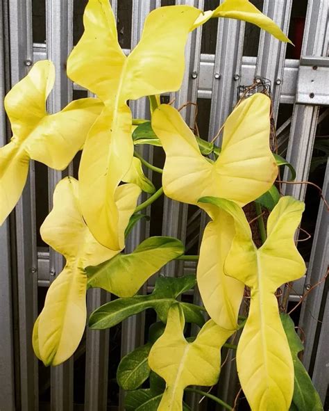 Philodendron Golden Violin Care & Tips Guide