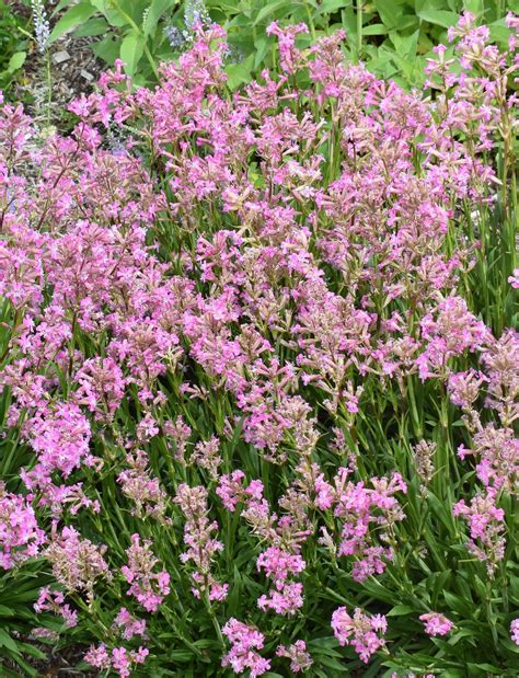 ground cover plants full sun 4