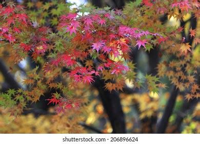 Autumn Leaves Arashiyama Stock Photo 206896624 | Shutterstock