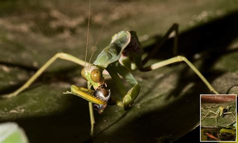 Killer Praying Mantis Yoga Pose Mrcq