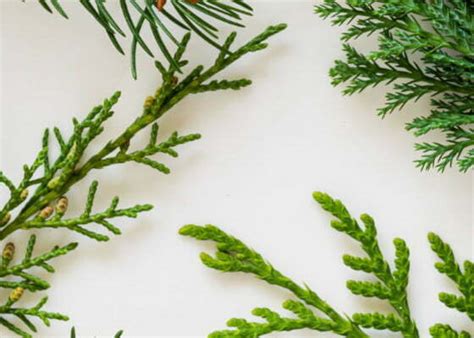 5 вечнозелени растения в градината - BG moje