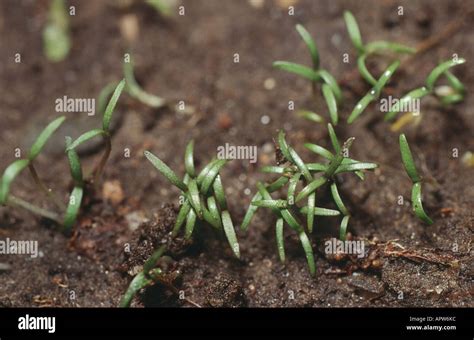 Opium Poppy Papaver Somniferum Seedlings Stock Photo Alamy