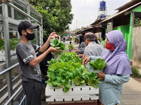 Panen Perdana Hidroponik Di Kampung Kb Kemuning Kerjasama Dengan Karang